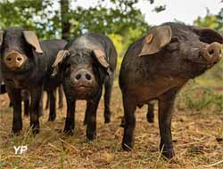 La ferme du Tessou (ferme du Tessou)