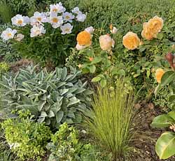 Potager fleuri du château de Lantilly