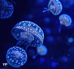 Chirurgien Acanthurus