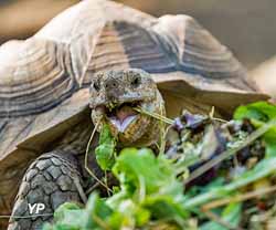 La vall&eacute;e des Tortues