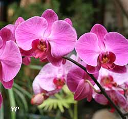 Serre tropicale