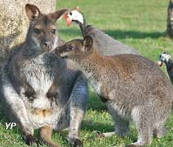 wallaby