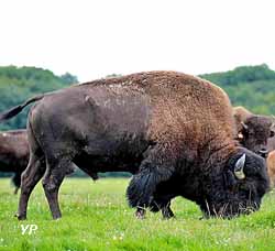 Bisons de la Marquise