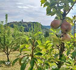 Conservatoire D&eacute;partemental d'esp&egrave;ces fruiti&egrave;res et vignes anciennes