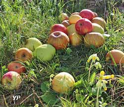 Conservatoire Départemental d'espèces fruitières et vignes anciennes (doc. Département du Tarn)