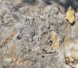 Espace Naturel Sensible de la Vall&eacute;e Fossile des Rimets