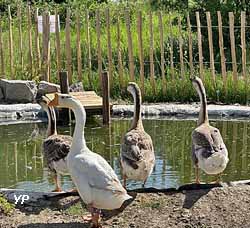 Animaux de la Ferme