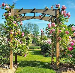Roseraie David Austin