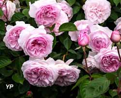 Roseraie David Austin