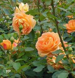 Roseraie David Austin