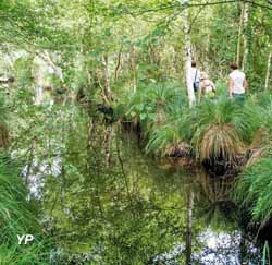 Tourbi&egrave;res de Logn&eacute; (Ville de Suc&eacute;-sur-Erdre)