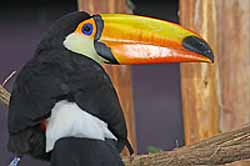 Toucan toco